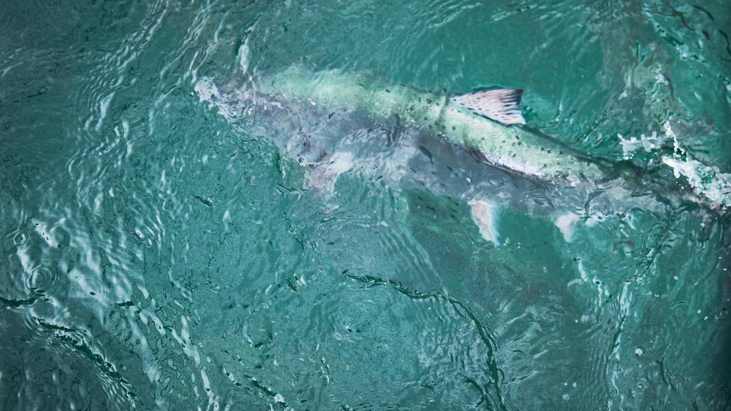 King Salmon in ocean Akaroa New Zealand